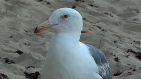 Seagull on Beach Stock Footage 25270804