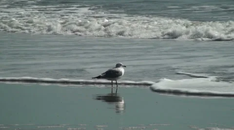 Seagull on the beach Stock Footage 31821737