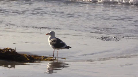 Seagull On The Beach Stock Footage 32790761