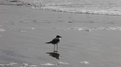 Seagull at the beach Stockbeeldmateriaal 34780882