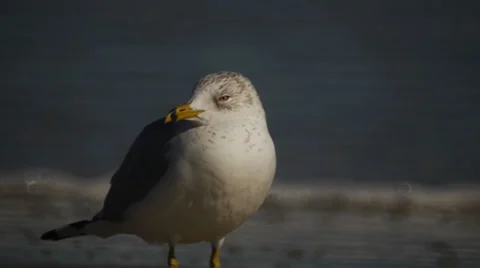 Seagull on the beach 库存影片 37350897