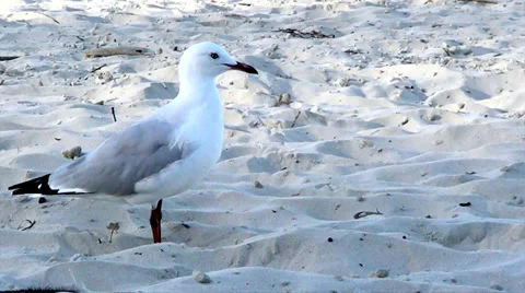 Seagull at the Beach Stock Footage 37609737