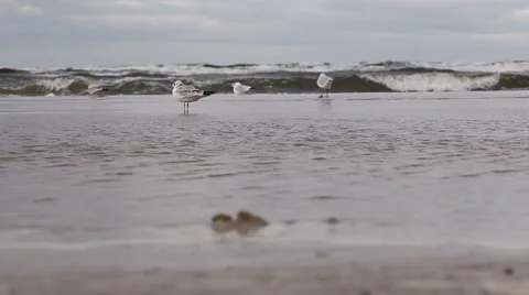 Seagull on beach Stock-Footage 41754806