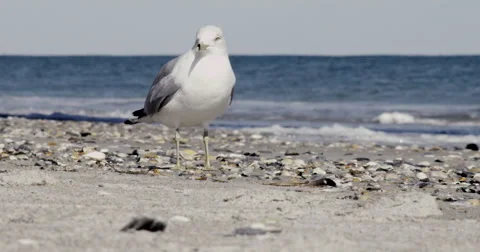 Seagull On Beach Stock-Footage 45327584