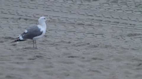 Seagull on beach Video stock 46463340