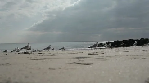 Seagull on the beach Stock Footage 48983978