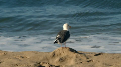 Seagull On Beach 스톡 동영상 49878127