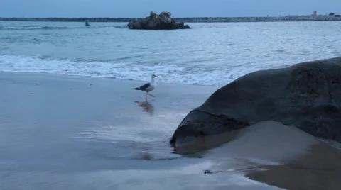Seagull At The Beach Stock Footage 64217111