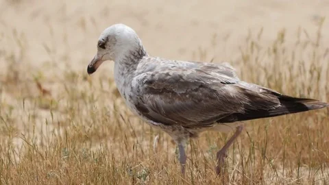Seagull on the beach Stock Footage 76002237