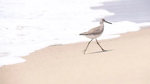 Seagull at the Beach Stock Footage 79502311