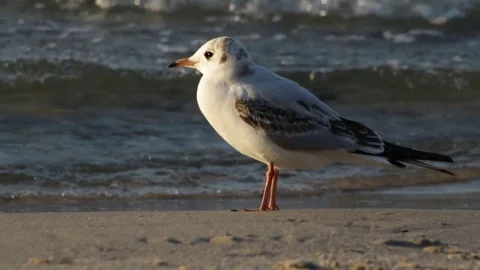 Seagull on the beach 库存影片 80645798