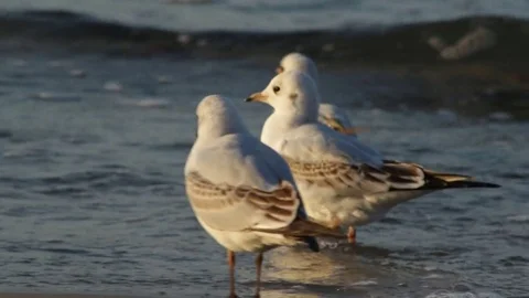 Seagull on the beach Stock Footage