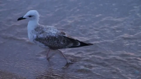 Seagull on the beach Stock Footage