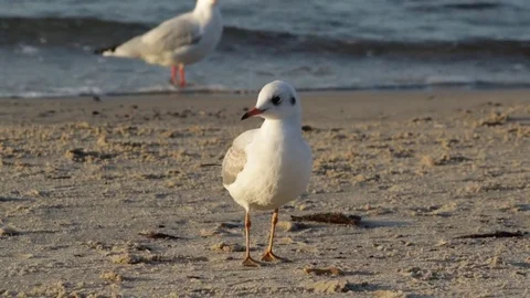 Seagull on the beach 库存影片 81491474