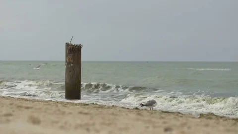 Seagull on the beach 動画素材 82610340