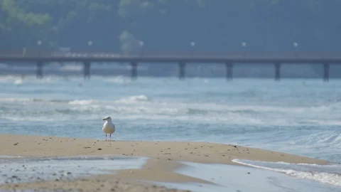 Seagull on the Beach Stock Footage 89737042