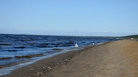Seagull on beach 動画素材 90222992