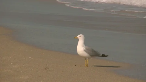 Seagull on a beach Stock Footage 92370009