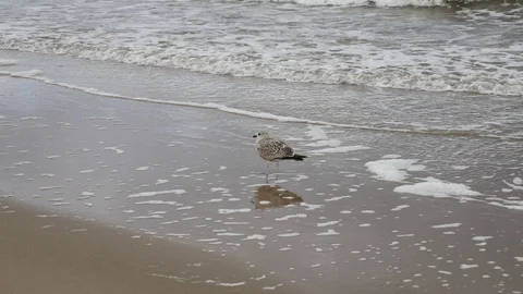 The seagull on beach Stock Footage 94991497