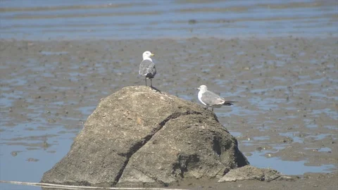 Seagull on the beach Stock Footage 95158718