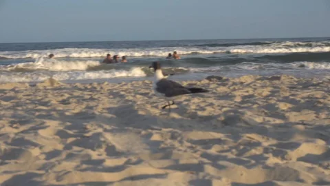 Seagull on Beach Stock Footage 98909507