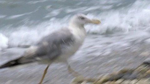 Seagull at beach Vidéo 117033643
