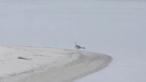 Seagull On Beach 스톡 동영상 127545176