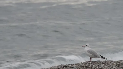 Seagull on the beach Stock Footage 143454318