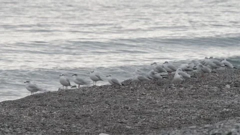 Seagull on the beach Stock Footage 143454340