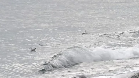 Seagull on the beach Stock Footage 143454362