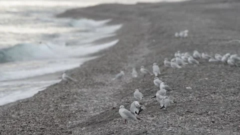 Seagull on the beach Stock Footage 143454383