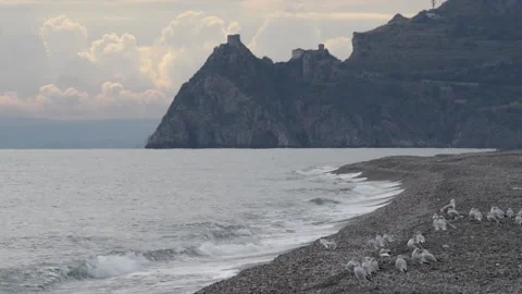 Seagull on the beach Stock Footage 143454416