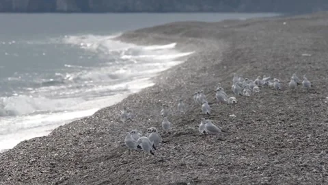 Seagull on the beach Stock Footage 143454430