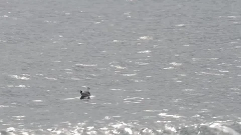 Seagull on the beach Stock Footage 143454437
