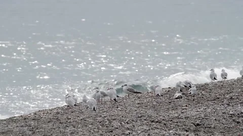 Seagull on the beach Stock Footage 143454455