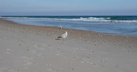 Seagull on Beach Stock Footage 145491974