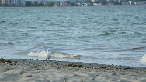 SEAGULL ON BEACH 스톡 동영상 188838312