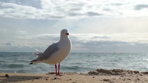 Seagull on the beach Stock Footage 196363972