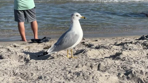 Seagull by the beach Stock Footage 228897032