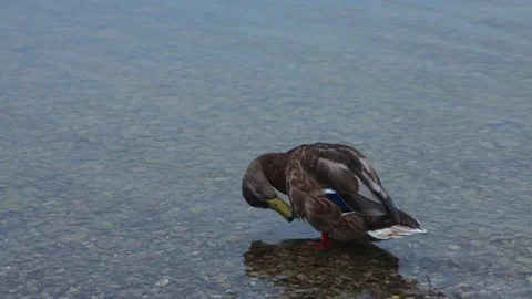 Seagull on the beach Video stock 283613309