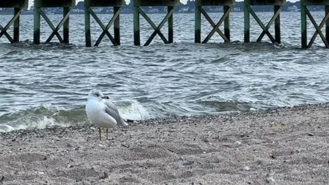 Seagull on the Beach Stock Footage 284996701
