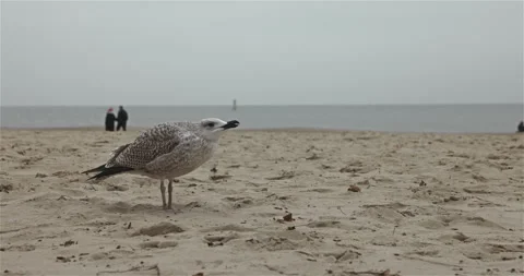 Seagull on the beach Stock-Footage 297579683