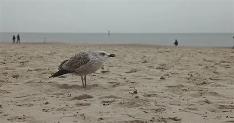 Seagull on the beach Stock Footage 297579685
