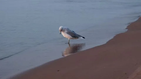 Seagull at the beach Stock Footage 315416985