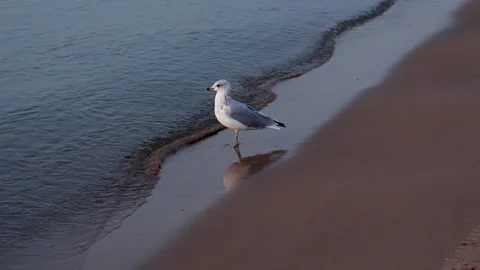 Seagull at the beach Stock Footage 315416986