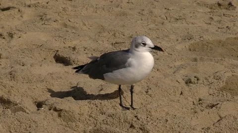 Seagull Beach HD29 Stock Footage 12266487