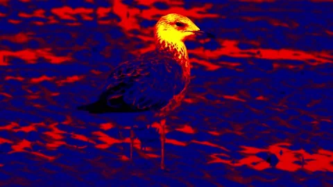 Seagull on the beach infrared Stock Footage 235581249