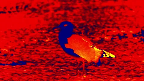 Seagull on the beach infrared Stock Footage 235581641
