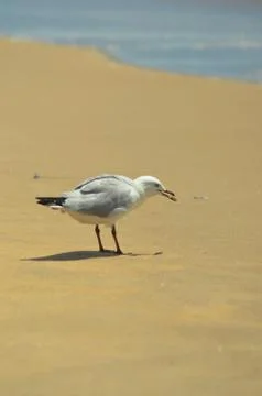 A seagull on a beach, with its catch in its beak. Stock Photos