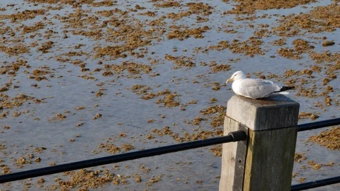Seagull by the beach at low tide Video stock 95412064